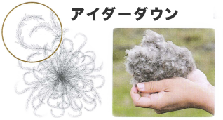 一般的なダウン